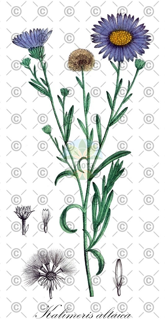 HistAbb_wfo-0001146328_1_ENZY_Simple | Historische Abbildung von Kalimeris altaica - Asteraceae | Historical Illustration of Kalimeris altaica - Asteraceae