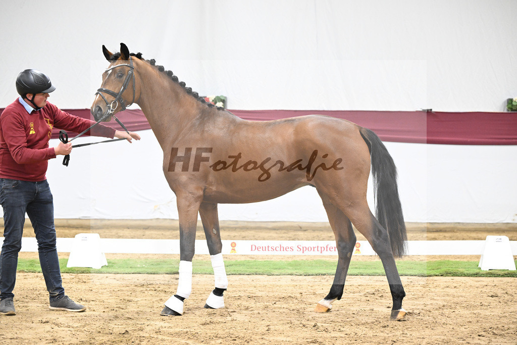 Kat-Nr. 44 Va Bene x Monte Bellino_Alfred Kohn_47251533 | hf-fotografie - Realisiert mit Pictrs.com