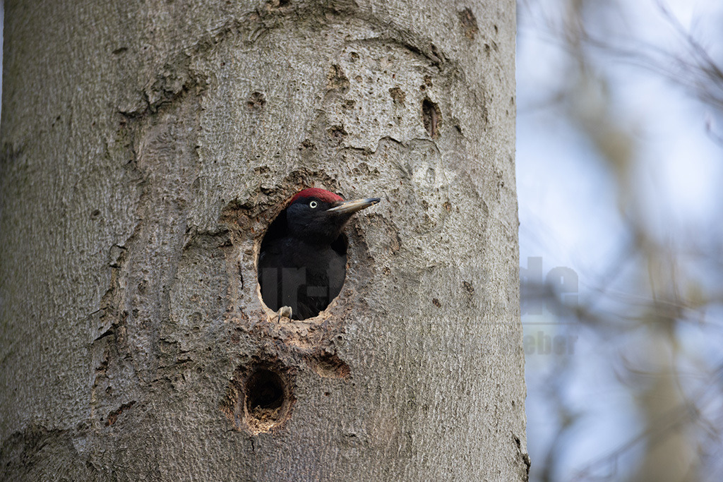 20220414171011 | Der Schwarzspecht ist ein Vertreter der Gattung Dryocopus innerhalb der Unterfamilie der Echten Spechte. Der in Mitteleuropa durch seine überwiegende Schwarzfärbung und die rote Scheitelfärbung unverwechselbare Vogel ist etwa krähengroß und mit Abstand der größte europäische Specht. - Realisiert mit Pictrs.com