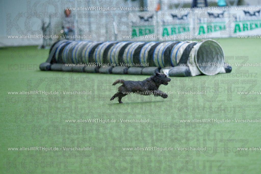 @allesWIRTHgut_Tierfotografie - www.allesWIRTHgut.de - 2604251127-7R500690 | Professionelle Tierfotografie in Mönchengladbach von Daniel Wirth (allesWIRTHgut). Liebevolle & natürliche Bilder von Hunden & Katzen für unvergessliche Erinnerungen.