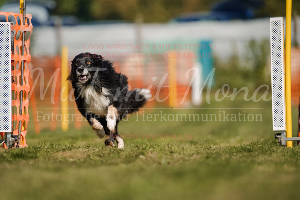 20250928_Hunderennen-655 | MuT (Mensch und Tier) mit Mona - Fotografie und Tierkommunikation - Realisiert mit Pictrs.com