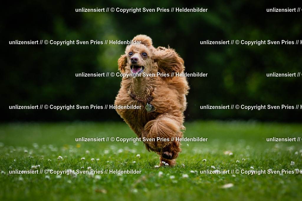 Sven Pries | 2025-05-29 - Pudelrennen KA-Durlach - Realisiert mit Pictrs.com