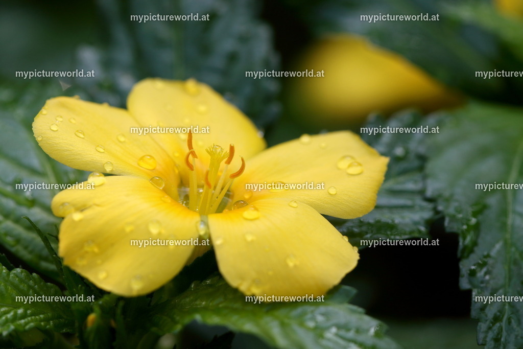 Großblättrige Damiana-001 | Das Bilderarchiv über Tiere, Planzen und Landschaften. In der Bilddatenbank finden Sie ein große Auswahl an hochwertigen Bilder für Ihre Werbung - Realisiert mit Pictrs.com