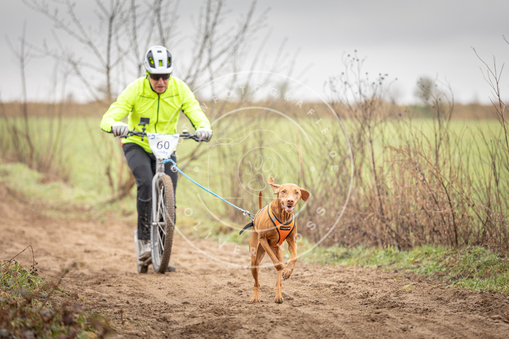 DV3A9368 | Hundefotografie, Tierfotograf, Pfotenfotografie, Fotoshooting Hund, Hunde Portrait, Hundesport, Hundeportraits, Heideshooting, Hunde, Sportfotograf, Hundefotograf, Turnierhundsport, THS,  - Realisiert mit Pictrs.com
