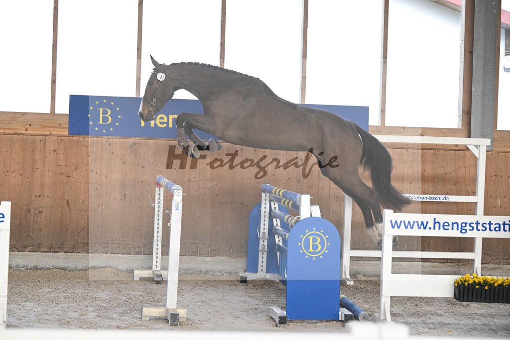 Kat-Nr. 37 Agana Filippa Z v. Aganix Du Seigneur_Schwendinger_14260919 | hf-fotografie - Realisiert mit Pictrs.com