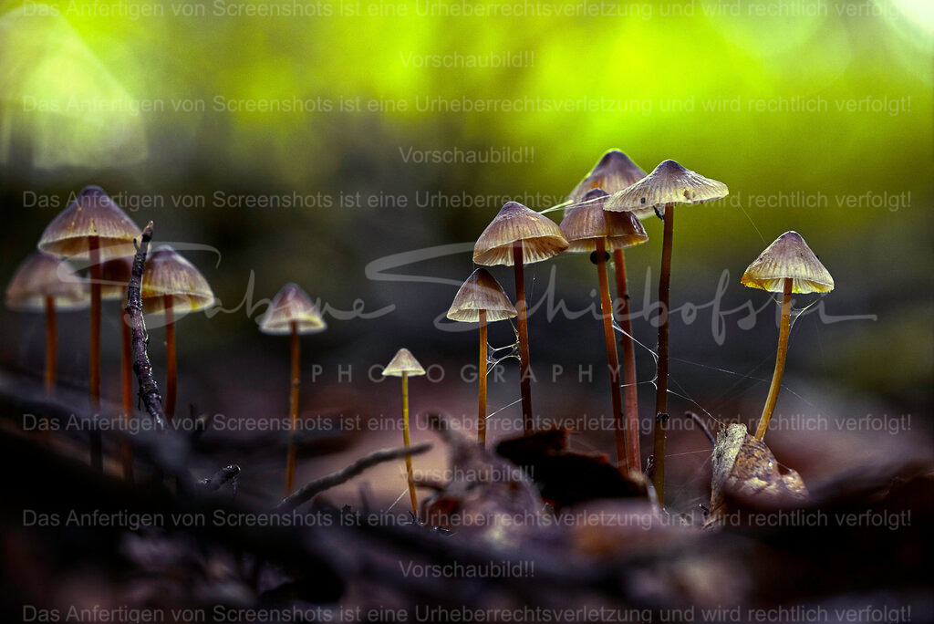 Wandbild "Pilzgruppe" | People- und Tierfotografie, Imageaufnahmen, Veranstaltungsfotografie und Wandbilder aus der Natur ★ Made in Germany ✔️ Druck + Downloads ✔️ Naturfotografie in Top Qualität ★ schneller Versand, weltweite Lieferung! - Realisiert mit Pictrs.com