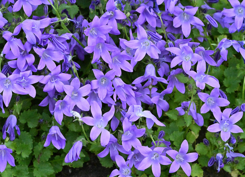 Glockenblumen01 | lucisnaturbilder - Realisiert mit Pictrs.com