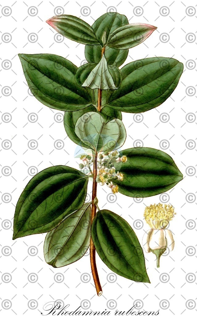 HistAbb_EMP_7704404_1_SIMPLE | Historische Abbildung von Rhodamnia rubescens - Myrtaceae | Historical Illustration of Rhodamnia rubescens - Myrtaceae