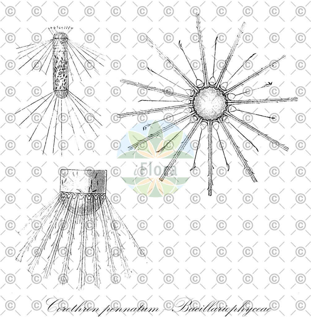 HistAbb_FALSCH_23_ENZY_Simple | Historische Abbildung von Corethron pennatum - Bacillariophyceae - | Historical Illustration of Corethron pennatum - Bacillariophyceae - 