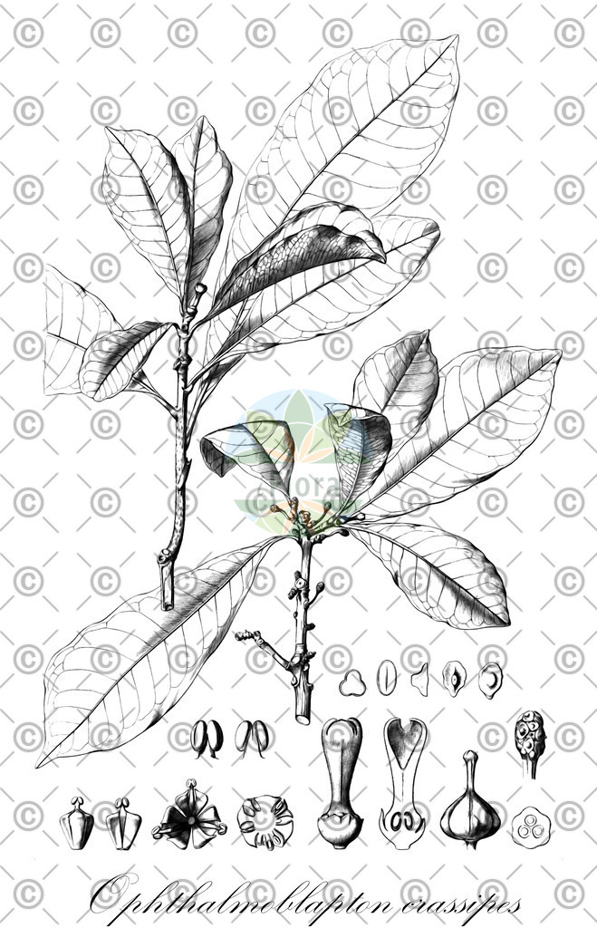 HistAbb_wfo-0001078883_1_ENZY_Simple | Historische Abbildung von Ophthalmoblapton crassipes - Euphorbiaceae | Historical Illustration of Ophthalmoblapton crassipes - Euphorbiaceae