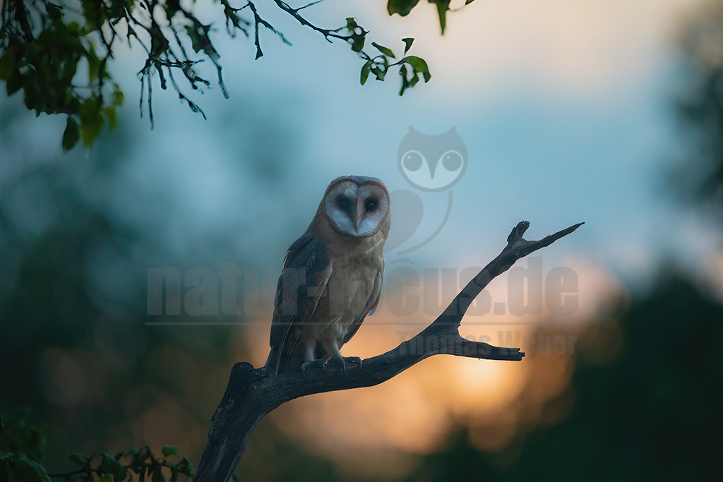 R6NF5688_20240710 | Die Schleiereule ist durch ihren meist hellen, herzförmigen Gesichtsschleier unverwechselbar; diesem verdankt sie letztlich ihren deutschen Namen. Im Unterschied zu den meisten Eulenarten sind die Augen der Schleiereule eher klein, leicht schräg gestellt und von dunklem Schwarzbraun. Mit ca. 34 cm entspricht die Schleiereule etwa der Größe einer Haustaube; Gewicht im Mittel 315-340g. Die Gefiederfärbung der Oberseite ist grau mit vielen kleinen schwarz-weißen Tropfenflecken, die der Unterseite rein-weiß bis gelbbraun mit kleinen, dunkelbraunen Tüpfeln, deren Anzahl und Dichte individuell stark variieren. - Realisiert mit Pictrs.com