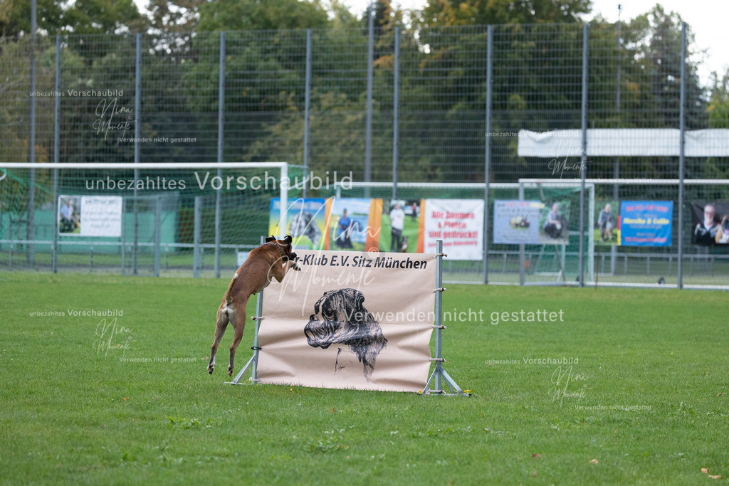_16A4680 | Einzigartige Fotos von Hunden & Menschen –Actionfotos, Portraits, Vereinsaufnahmen & Paarshootings – authentisch, lebendig & mit Herz.