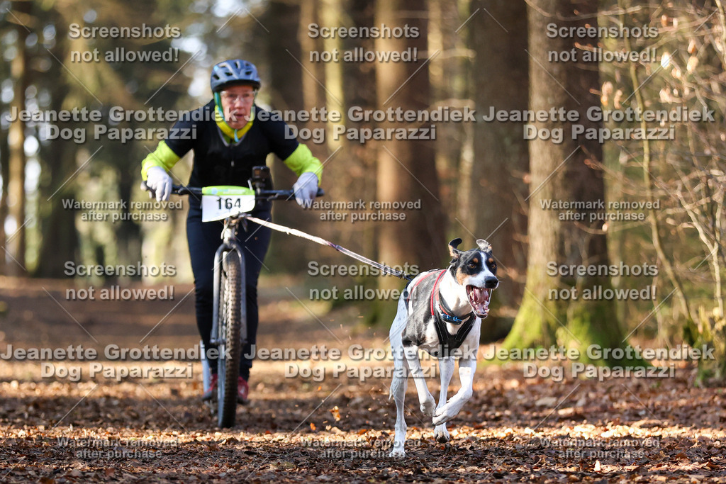 Dog Paparazzi - VCC26-891 | Dog Paparazzi Jeanette Grottendiek Fotografie & Videografie - Realisiert mit Pictrs.com