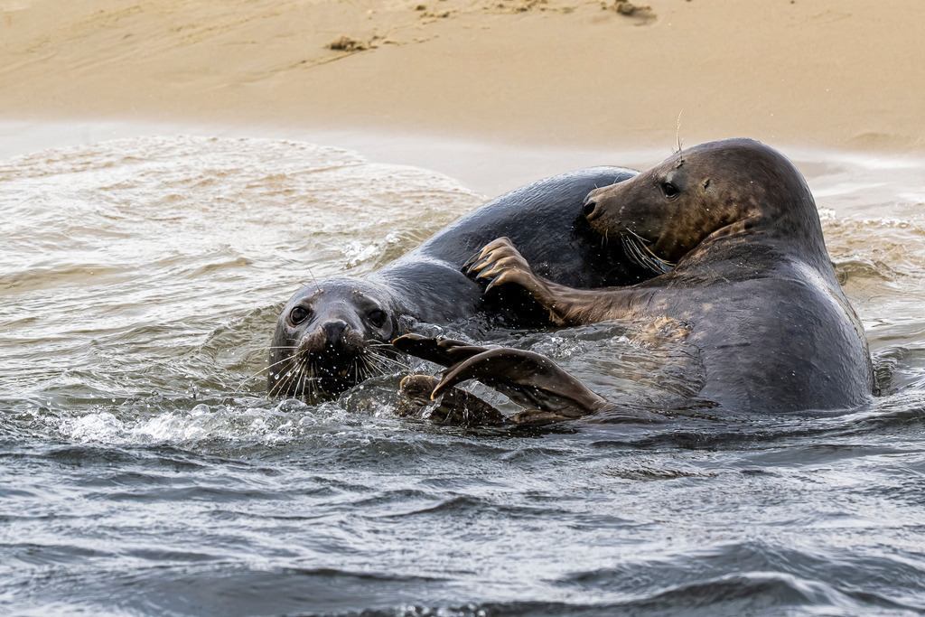 Intime Spielszene zweier Kegelrobben im Wasser vor Texel: Körperkontakt an der Sandbank | Zwei Kegelrobben balgen sich sanft im flachen Nordseewasser direkt am feinsandigen Strand einer Sandbank vor der Insel Texel. Die Nahaufnahme zeigt, wie sich die Meeressäuger im seichten Wasser eng umklammern und spielerischen Körperkontakt suchen. Das ausdrucksstarke Naturmotiv dokumentiert das Sozialverhalten der Tiere im Nationalpark Wattenmeer. Ideal geeignet für redaktionelle Berichte über Wildtierverhalten, Artenschutz, Fauna der Nordsee sowie Naturfotografie in den Niederlanden. - Realisiert mit Pictrs.com