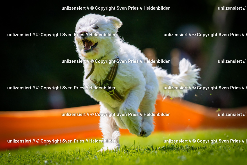 Sven Pries | 2025-08-10 - Hunderennen Durlach - Realisiert mit Pictrs.com