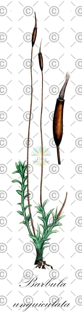 HistAbb_wfo-0000560106_1_ENZY_Simple | Historische Abbildung von Barbula unguiculata - Pottiaceae | Historical Illustration of Barbula unguiculata - Pottiaceae