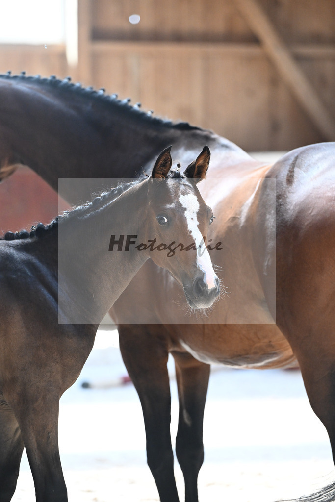 Kat-Nr. 6 HF Uno I x Grafenstolz_Formann_32240442 | hf-fotografie - Realisiert mit Pictrs.com