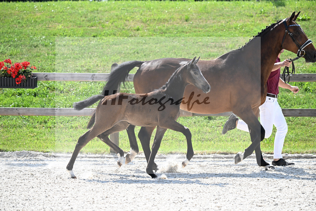 Kat-Nr. 40 Cashmoaker x Quidam de Revel_SF_Fischer_15251193 | hf-fotografie - Realizzato con Pictrs.com