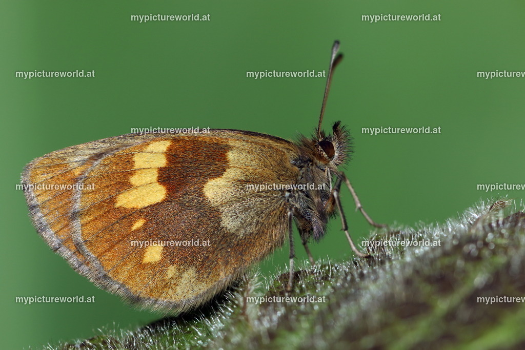 Erebia manto-002 | Das Bilderarchiv über Tiere, Planzen und Landschaften. In der Bilddatenbank finden Sie ein große Auswahl an hochwertigen Bilder für Ihre Werbung - Realized with Pictrs.com