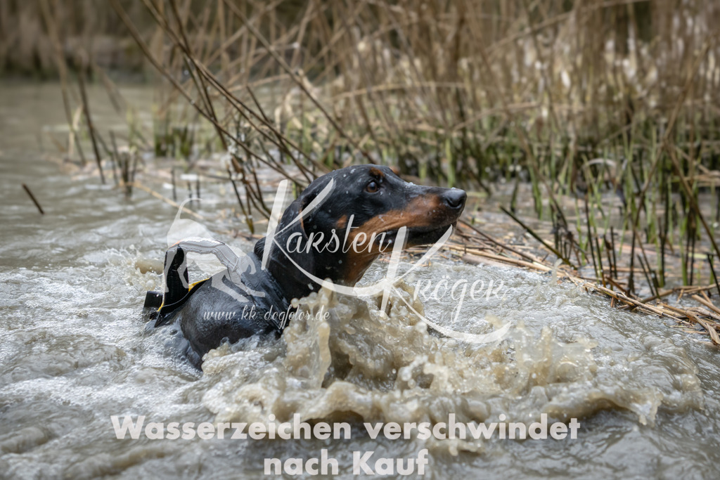 1418_ZZ98161 | kk-dogfotos