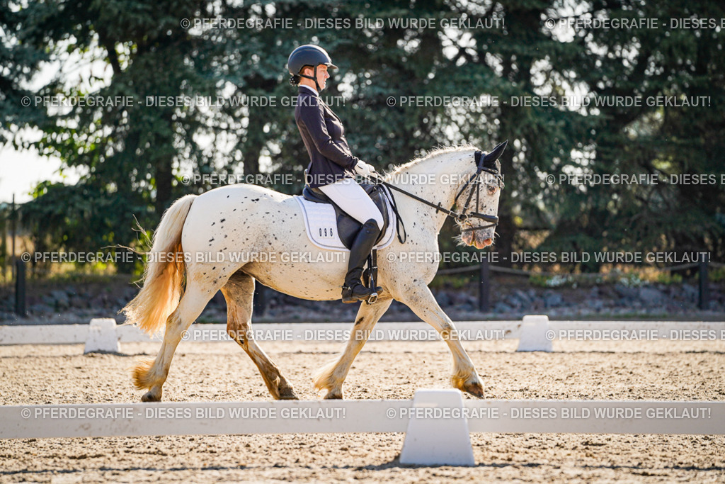 DSC09317 | Pferdegrafie