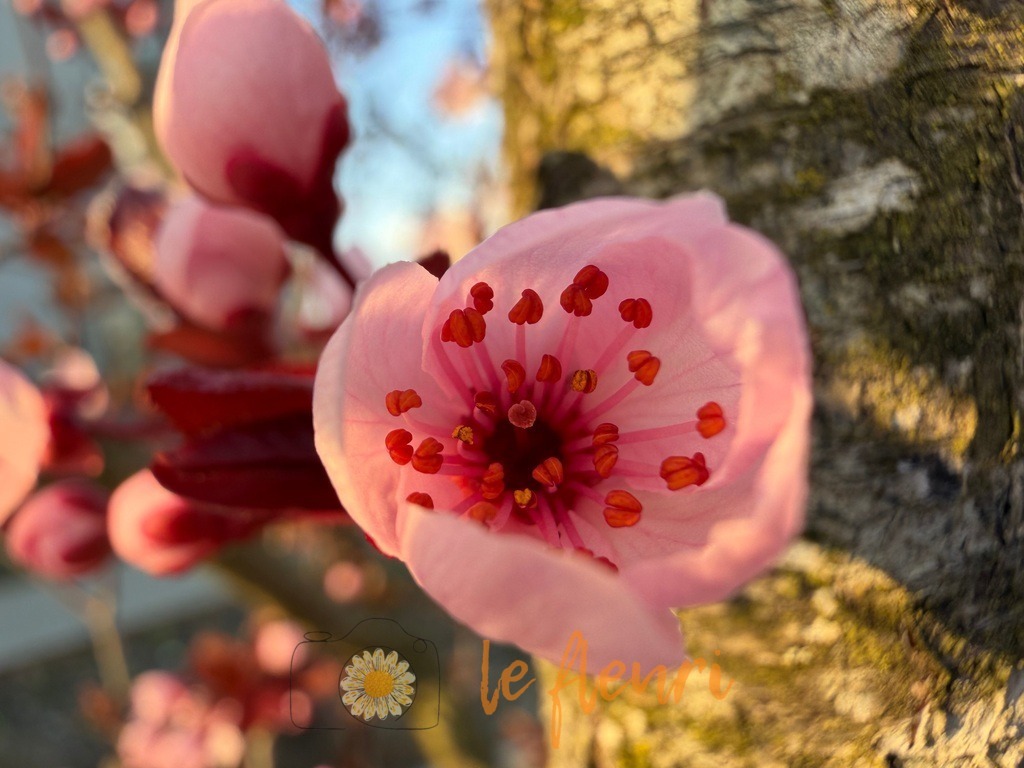 IMG_2722 | Dies ist der Shop von Florian Blum - le fleuri. Langenthal, Bern, Schweiz. Sie können hier meine oder ihre eigenen Fotos als Fotoprodukte kaufen. Tassen, Schlüsselanhänger, Taschen etc. können Sie hier gestalten.  - Realisiert mit Pictrs.com