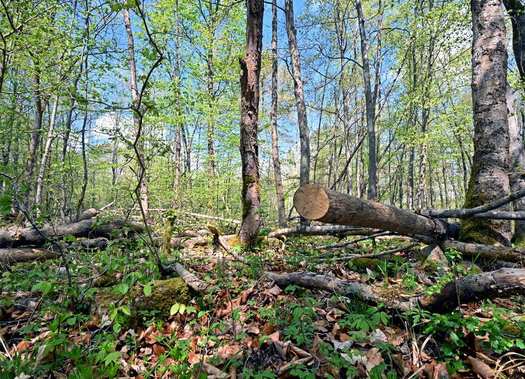 Wald04 | lucisnaturbilder - Realisiert mit Pictrs.com