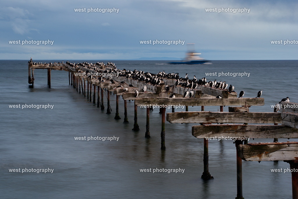Cormorant on pier 2 - 2014 CHI | west photography - Realisiert mit Pictrs.com
