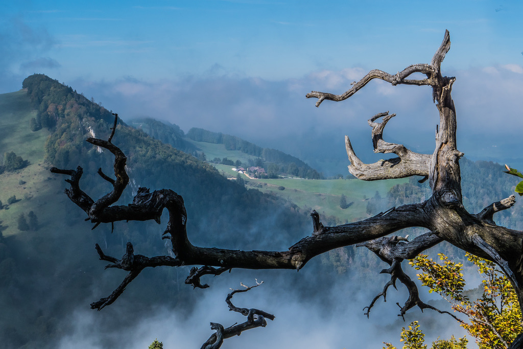 Vogelberg | Ausgetrockneter Ast ragt in Bildmitte. Im Hintergrund sind Wolken und Hügel - Realisiert mit Pictrs.com