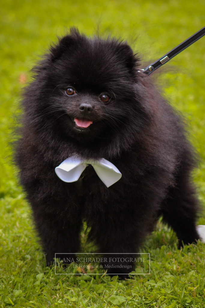 Hochzeit Sven _ Evi 08.07.22 Freie Trauung-26 | lanaschraderfotografie - Realisiert mit Pictrs.com