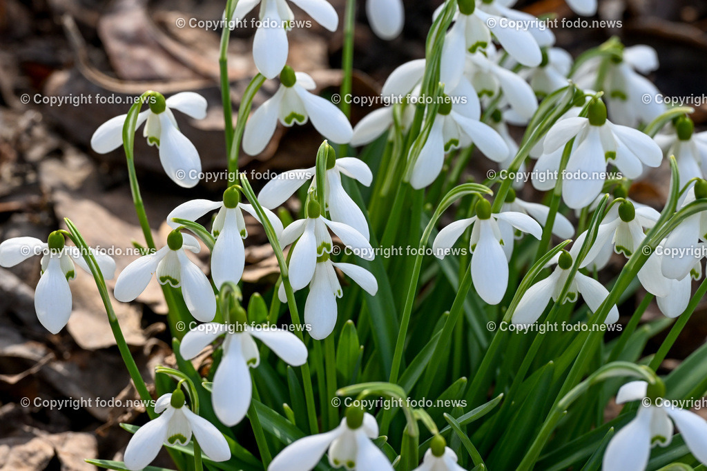 Fruehling_ Blumen_ Fruelingsboten_ 05.03.2025-8 | 05.03.2025, Linz, AUT, Fruehling, Blumen, Fruehlingsboten, im Bild Frühling, Blumen, Frühlingsboten, Fruehling, Fruelingsboten, Schneeglöckerl, Schneegloeckerl, Schneeglöckchen, Schneegloeckchen,  Blütenpflanze, Vorfrühling
