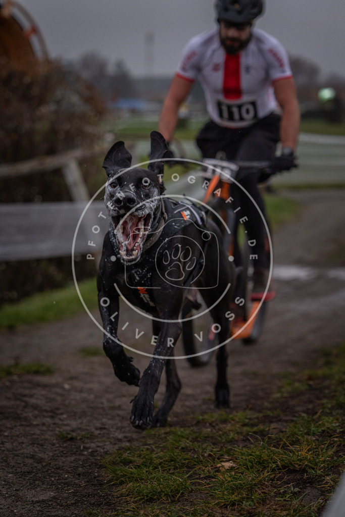 CaniXpix_0L8A0369 | Hundefotografie, Tierfotograf, Pfotenfotografie, Fotoshooting Hund, Hunde Portrait, Hundesport, Hundeportraits, Heideshooting, Hunde, Sportfotograf, Hundefotograf, Turnierhundsport, THS,  - Realisiert mit Pictrs.com