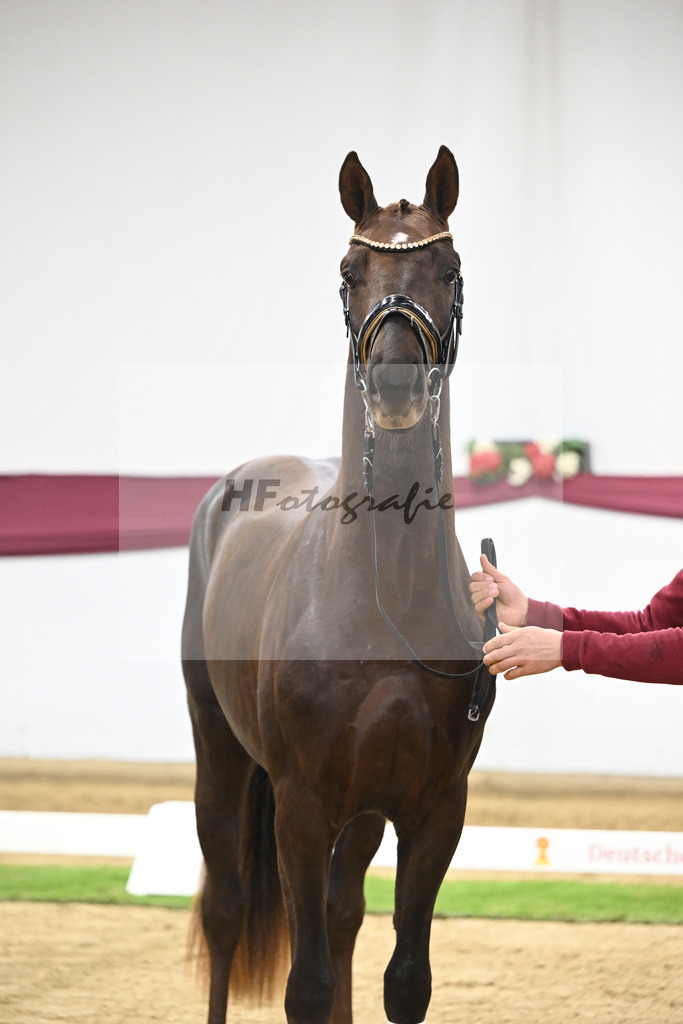 Kat-Nr. 129 Floricello x Dantano_Norbert Hoechsmann_47254301 | hf-fotografie - Realisiert mit Pictrs.com