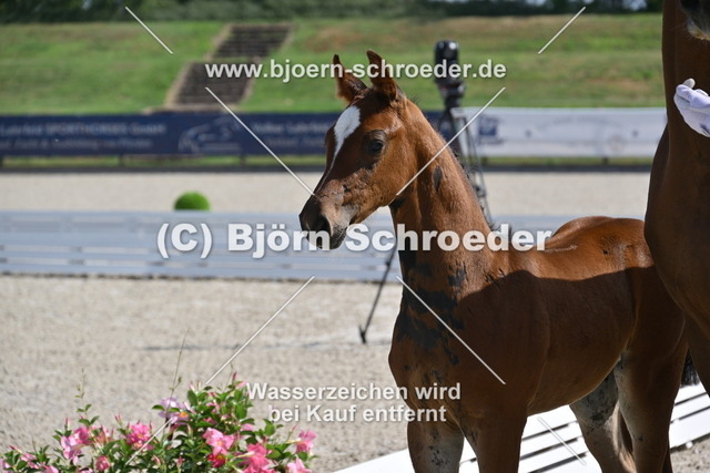21_Cashmere - Conthargos_935_0137 | Björn Schroeder Pferdefotografie