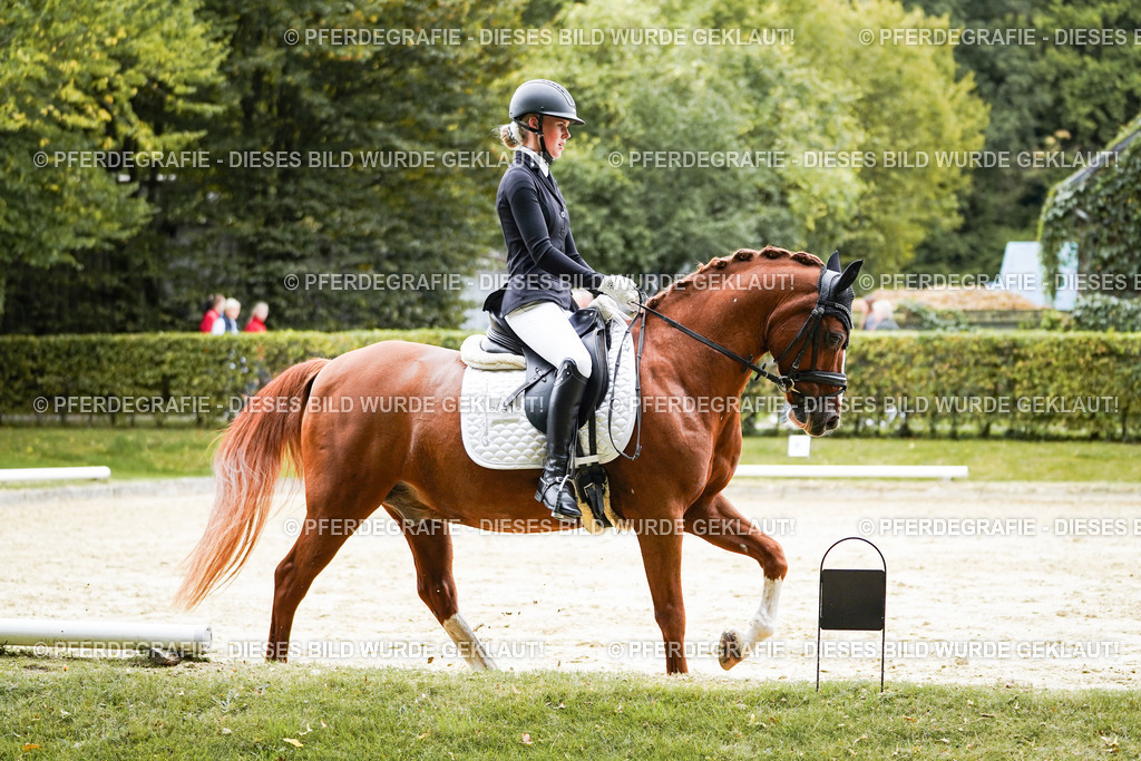 DSC08848 | Pferdegrafie