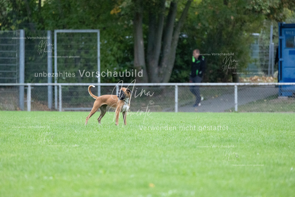 _16A4656 | Einzigartige Fotos von Hunden & Menschen –Actionfotos, Portraits, Vereinsaufnahmen & Paarshootings – authentisch, lebendig & mit Herz.