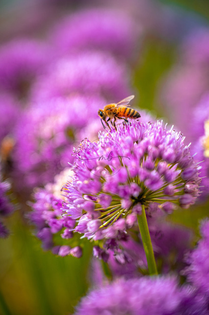 MBF_1699 | Biene (Apis Mellifera) sitzt auf lila Alliumblüte vom Zierschnittlauch (Allium schoenoprasum), detaillierte Nahaufnahme, Jena, Thüringen, Deutschland - Realisiert mit Pictrs.com