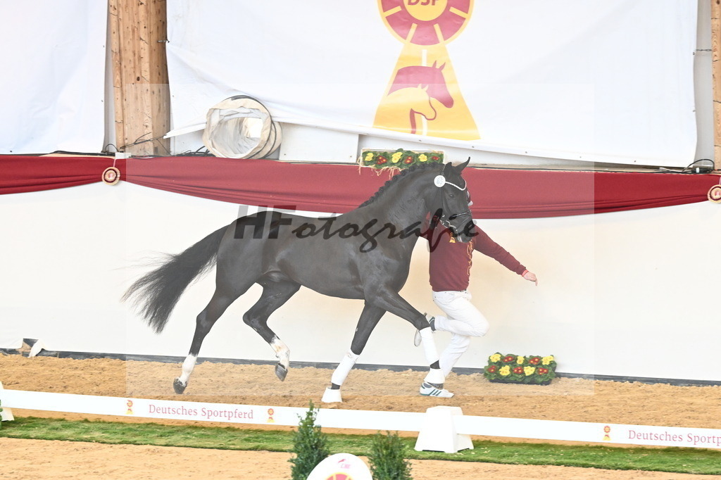 Kat.-Nr. 65 v. Springbank II VH_Reichert_2240826 | hf-fotografie - Realisiert mit Pictrs.com