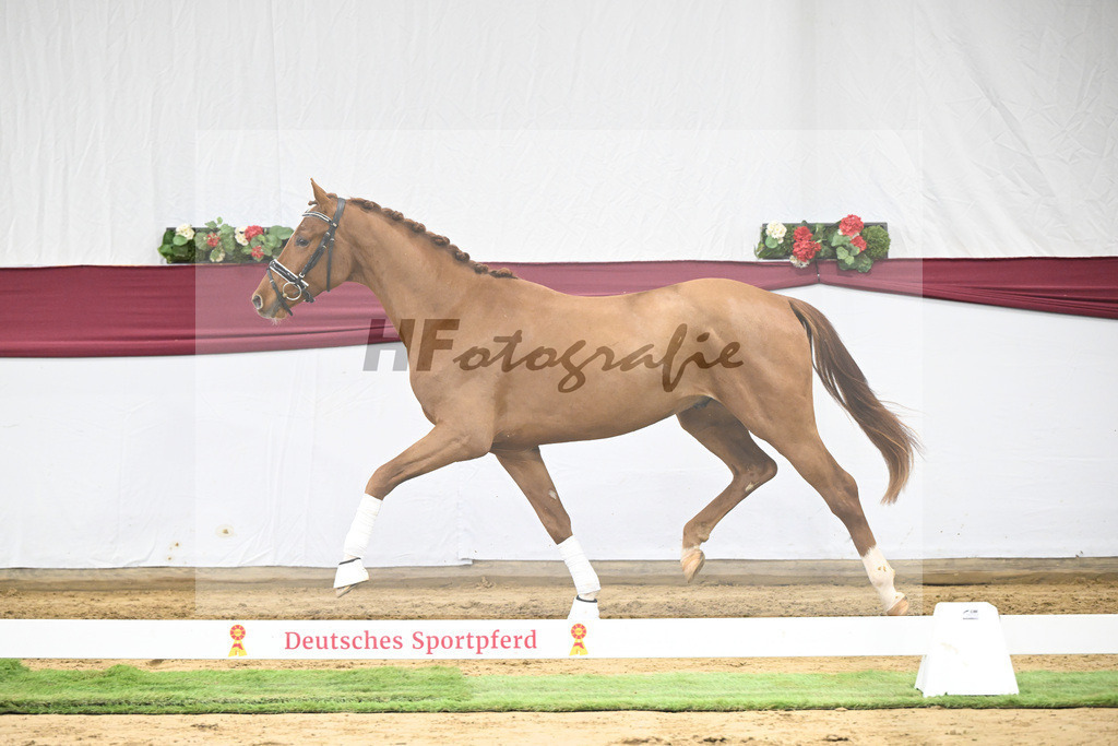 Kat-Nr. 19 My Blue Hors Santiano x Franklin_Denise Meier_47250535 | hf-fotografie - Realisiert mit Pictrs.com