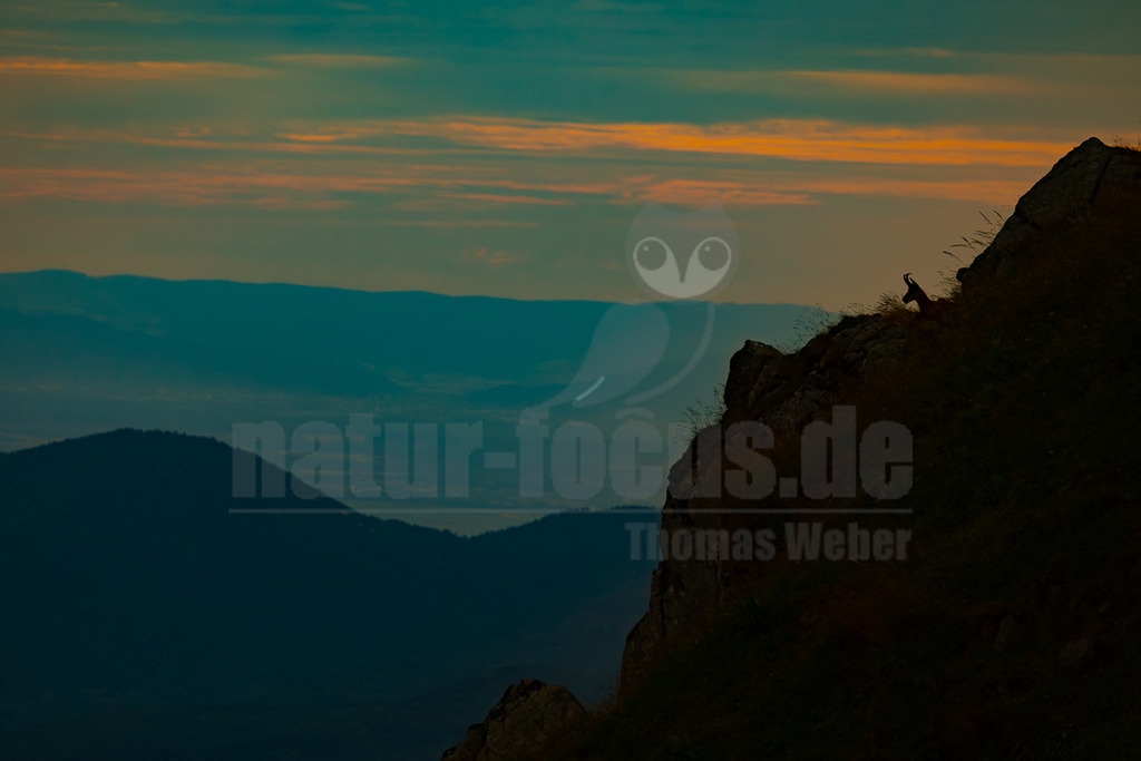 R6NF1421_20250706 | Eine Gämse (Rupicapra rupicapra) steht als Silhouette auf einem felsigen Vorsprung und blickt über eine weite Berglandschaft bei Sonnenuntergang. Der Himmel zeigt Streifen von Orange und Türkis, während die tiefer liegenden Berge in verschiedenen Blautönen verschwimmen. - Realisiert mit Pictrs.com