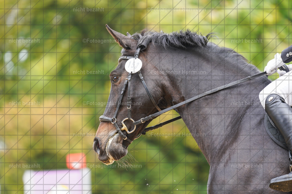 20221009-FAH08750 | Diessen am Ammersee, 2022, Dressur- und Springturnier, Reitsportbilder, Turnierfotografen Bayern, Pferdefotografen, Fotoagentur Herrmann, Turnierbilder