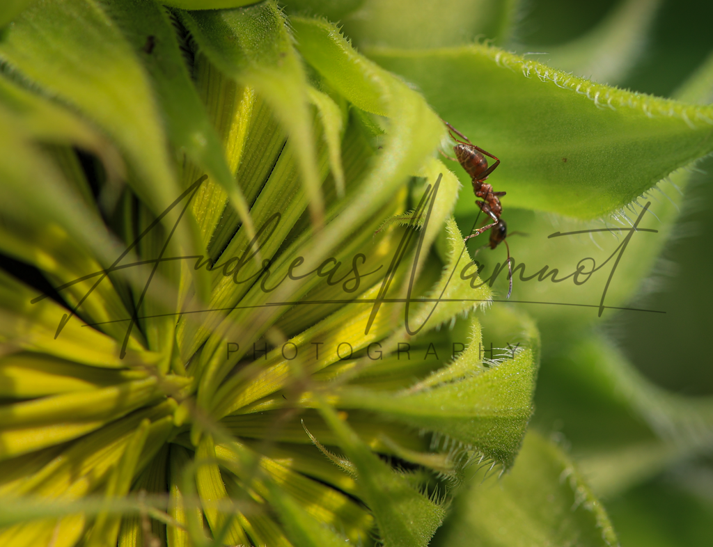 Ameiseninvasion auf Sonnenblume | Kurz vor dem Öffnen der Sonnenblumen in unserem Garten schauen schon mal die Ameisen vorbei - Realisiert mit Pictrs.com