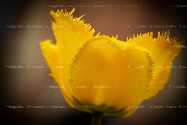 Gelbe Blüte im weichen Licht | Nahaufnahme einer gelben Blüte mit zarten, gefransten Blütenrändern und weichem Hintergrund. Die warme Farbwirkung, die geringe Schärfentiefe und das sanfte Licht erzeugen eine ruhige, natürliche und fast träumerische Stimmung. - Realisiert mit Pictrs.com