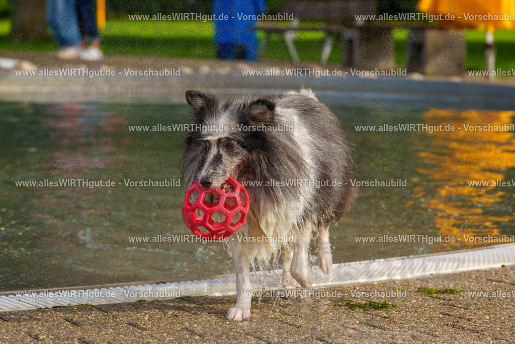 Hundeschwimmen_Grefrath_2026-allesWIRTHgut_Tierfotografie-15_19-FAY01228 | Professionelle Tierfotografie in Mönchengladbach von Daniel Wirth (allesWIRTHgut). Liebevolle & natürliche Bilder von Hunden & Katzen für unvergessliche Erinnerungen.