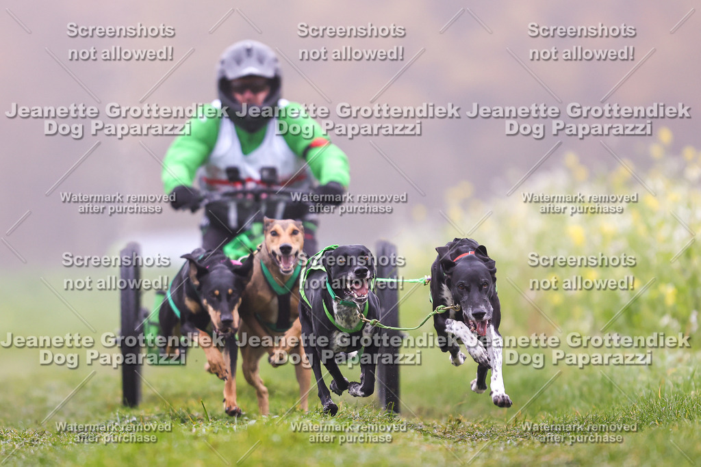 Dog Paparazzi - Visbeck 25 -13 | Dog Paparazzi Jeanette Grottendiek Fotografie & Videografie - Realisiert mit Pictrs.com