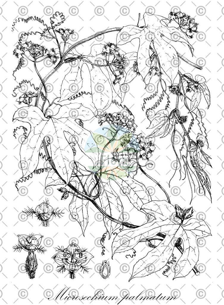 HistAbb_wfo-0001108698_1_ENZY_Simple | Historische Abbildung von Microsechium palmatum - Cucurbitaceae | Historical Illustration of Microsechium palmatum - Cucurbitaceae
