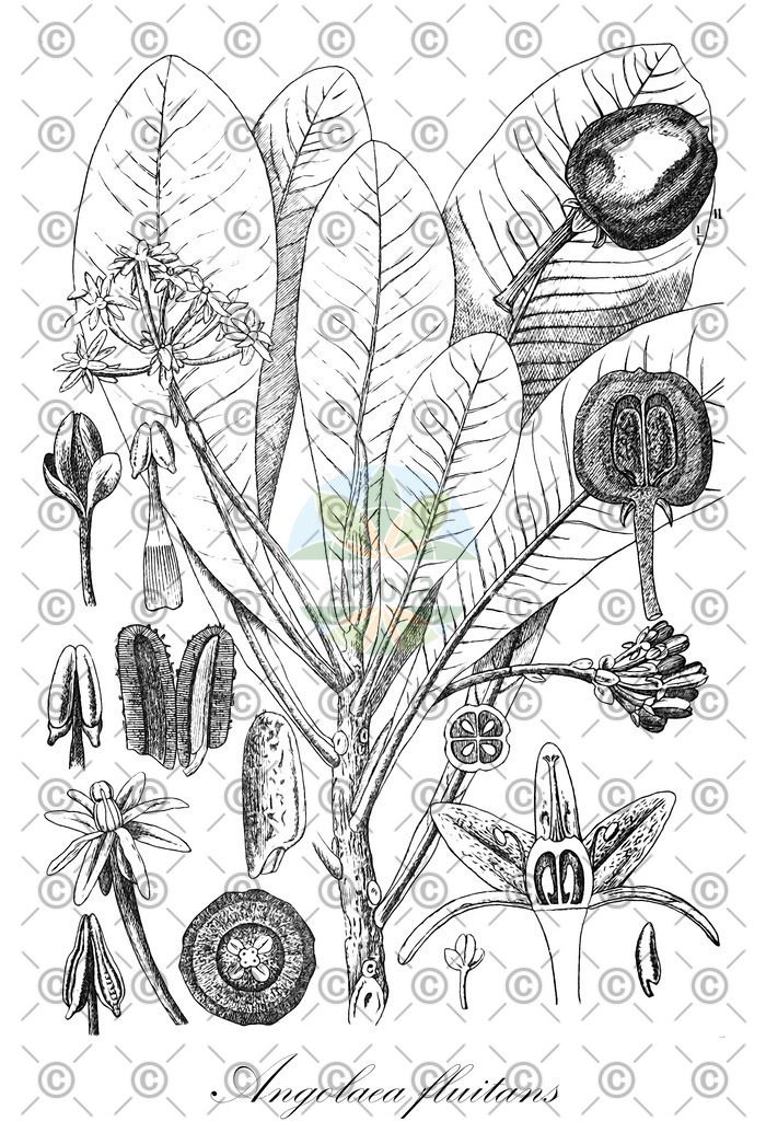 HistAbb_wfo-0000536542_356_ENZY_Simple | Historische Abbildung von Angolaea fluitans - Podostemaceae | Historical Illustration of Angolaea fluitans - Podostemaceae