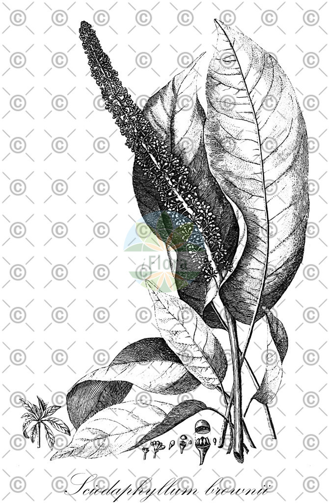 HistAbb_wfo-0000533438_1_ENZY_Simple | Historische Abbildung von Sciodaphyllum brownii - Araliaceae | Historical Illustration of Sciodaphyllum brownii - Araliaceae