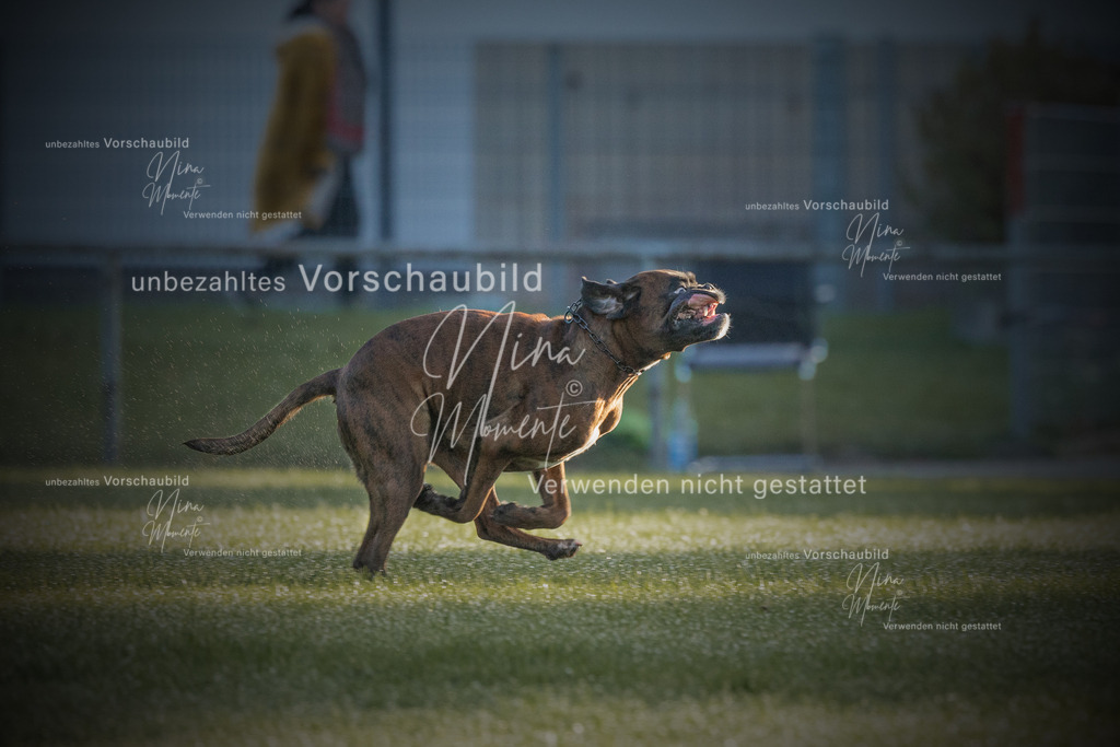_16A5999-12 | Einzigartige Fotos von Hunden & Menschen –Actionfotos, Portraits, Vereinsaufnahmen & Paarshootings – authentisch, lebendig & mit Herz.