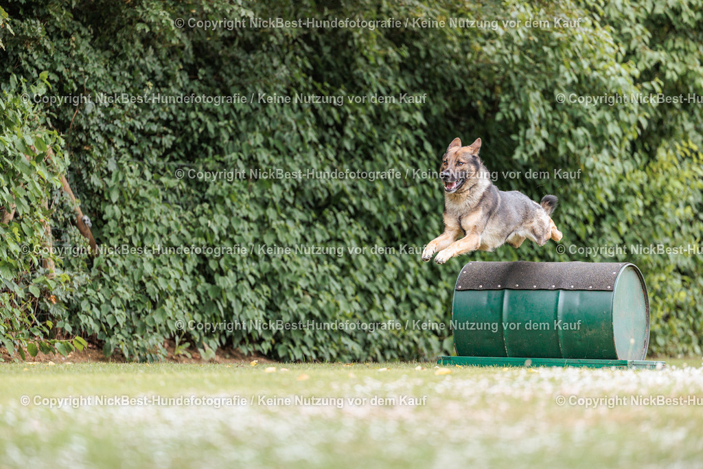 THS-Quakenbrück-2026-Nickbest-Hundefotografie-4007 | Dein Hund! Dein Moment! Deine Erinnerungen! Hundefotografie in Bremen Blumenthal. Ich fange die besonderen Momente deines Vierbeiners ein – ob Indoor mit Blitzanlage oder in der freien Natur. Sicher dir dein Moment und dein Termin für eure Erinnerungen.